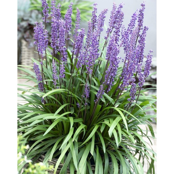 Liriope Muscari - blue lily turf