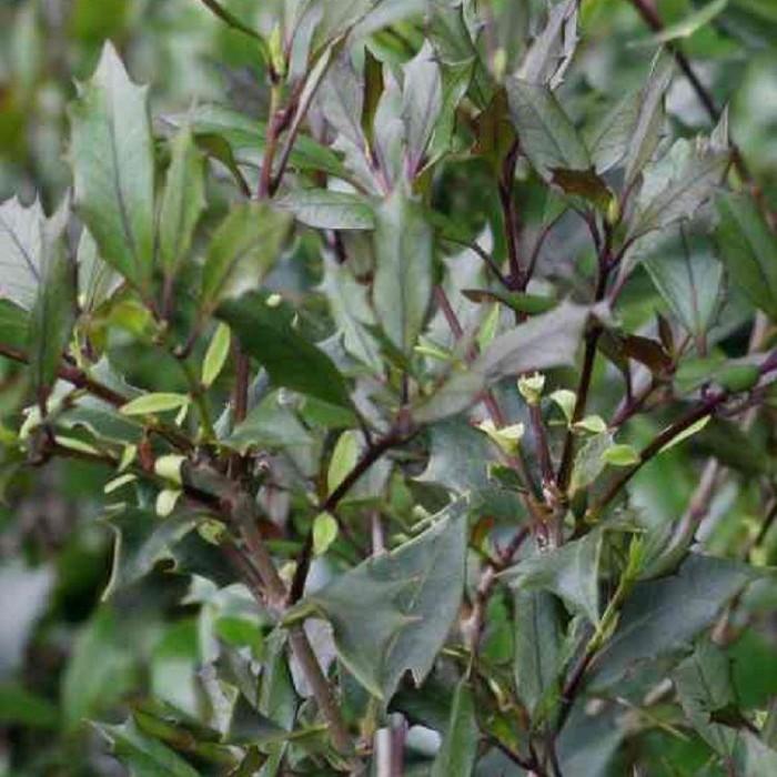 Osmanthus heterophyllus Purpureus