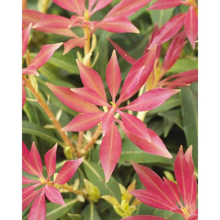 Pieris Forest Flame