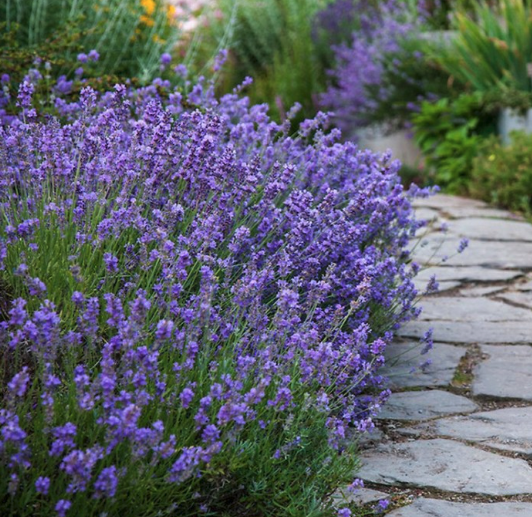 Munstead English Lavender - Lavandula angustifolia 'Munstead'