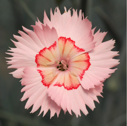 Dianthus Tequila Sunrise