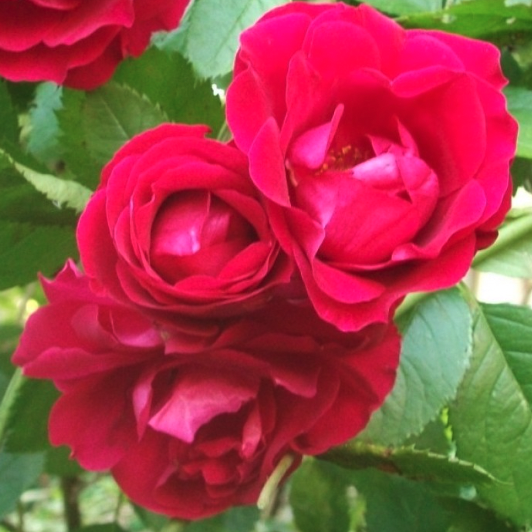 Rose rosa Flammentanz