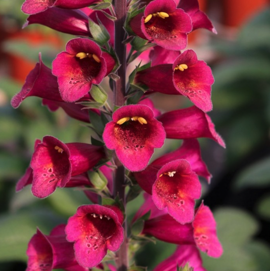 Digitalis Foxglove - Plum Gold