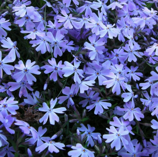 Phlox subulata 'Emerald Cushion'