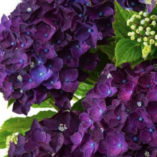Hydrangea macrophylla Rodeo Deep Purple