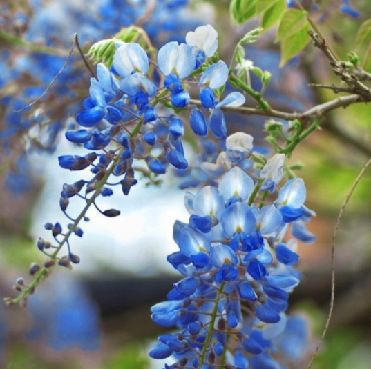 Wisteria 'Blue Moon'