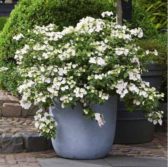 Hydrangea Runaway Bride®