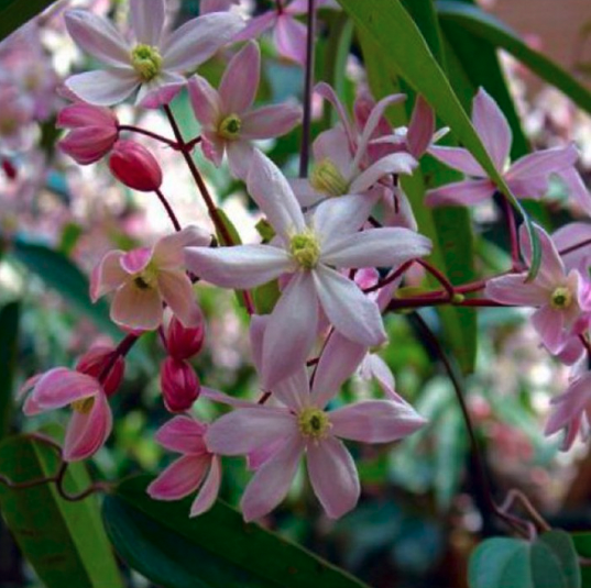 Clematis armandii Apple Blossom