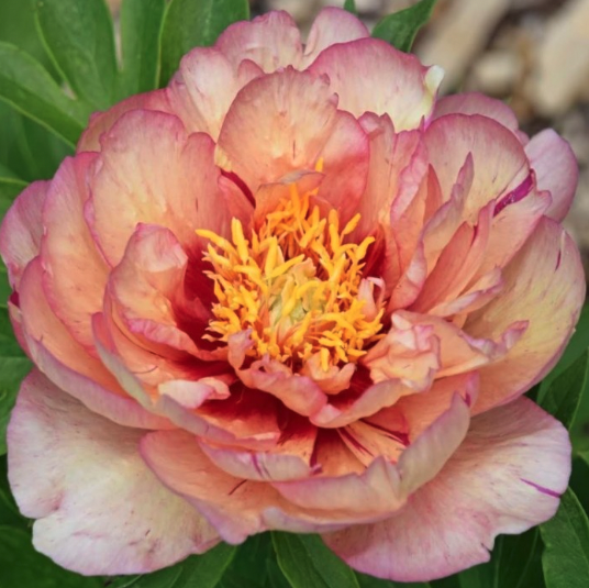 Peony itoh 'Callies Memory' - Paeonia itoh