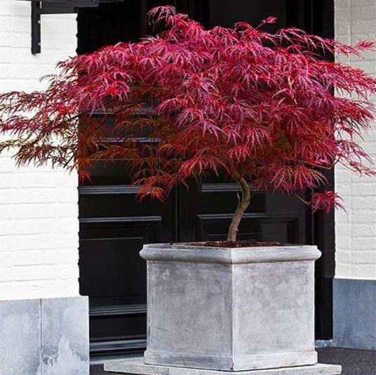 Acer palmatum dissectum Firecracker - Japanese Maple