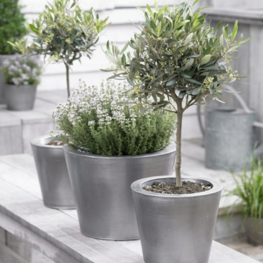 Olea Europa - Olive Tree