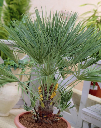 Chamaerops humilis