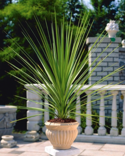Cordyline australis Verde
