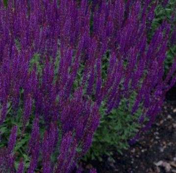 Salvia nemorosa Blue Queen - Ostfriesland