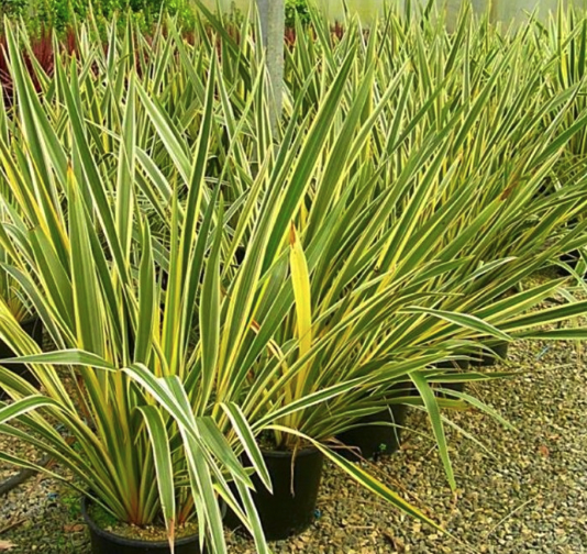 Phormium tenax variegatum