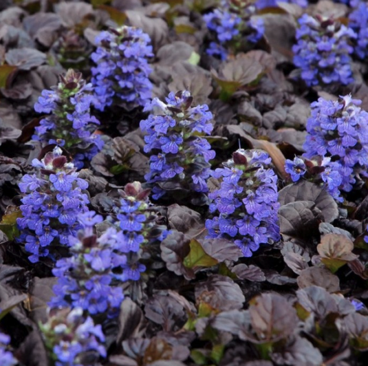 Ajuga reptans Black Scallop - Bugle