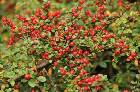 Cotoneaster Horizontalis