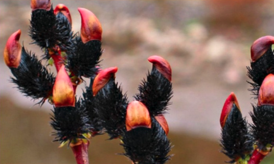 Salix gracilistyla melanostachys 'Kurome'