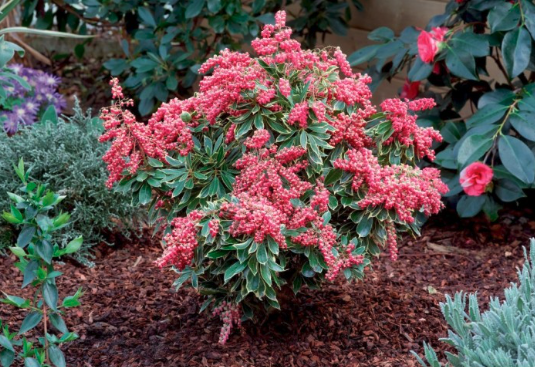 Pieris japonica Polar Passion - best plants for small gardens