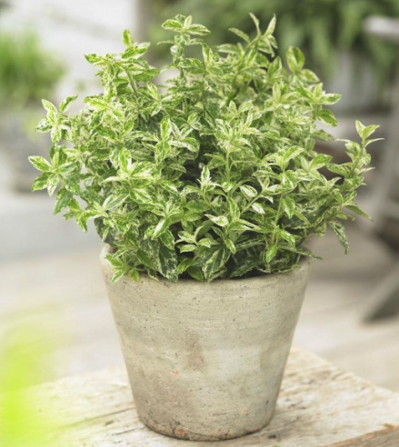 Euonymous fortunei Harlequin