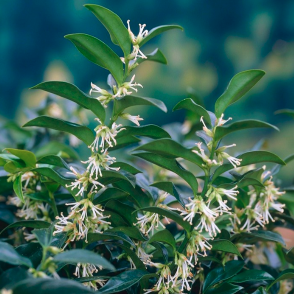 Sarcococca confusa