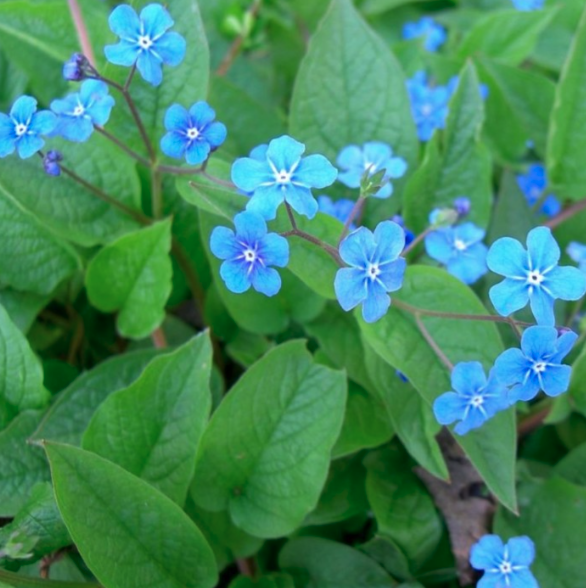 Brunnera macrophylla