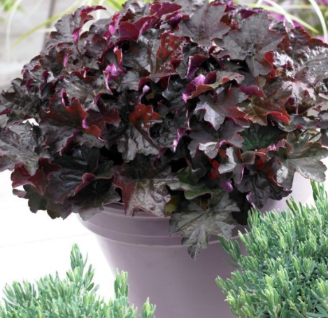 Heuchera Palace Purple