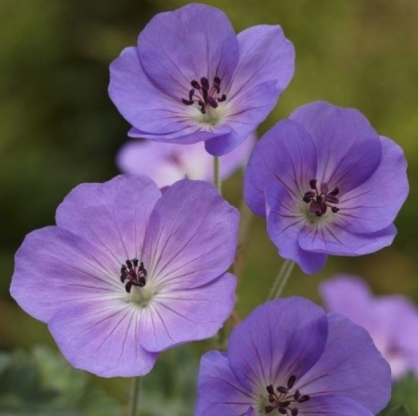 Geranium Rozanne - 'Jolly Bee' Hardy Geranium