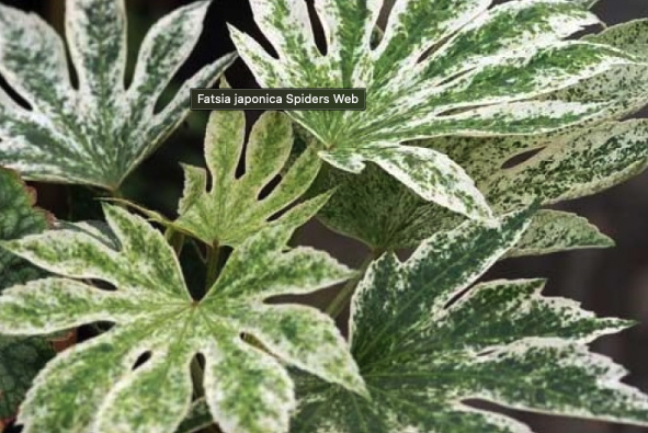 Fatsia japonica Spiders Web