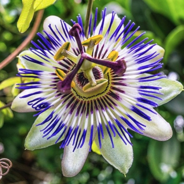 Passiflora caerulea
