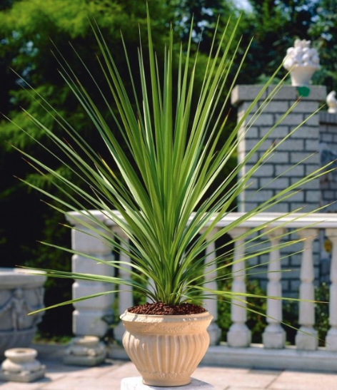 Cordyline australis Verde