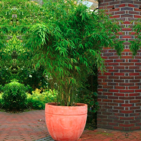 Fargesia murieliae rufa - Umbrella Bamboo