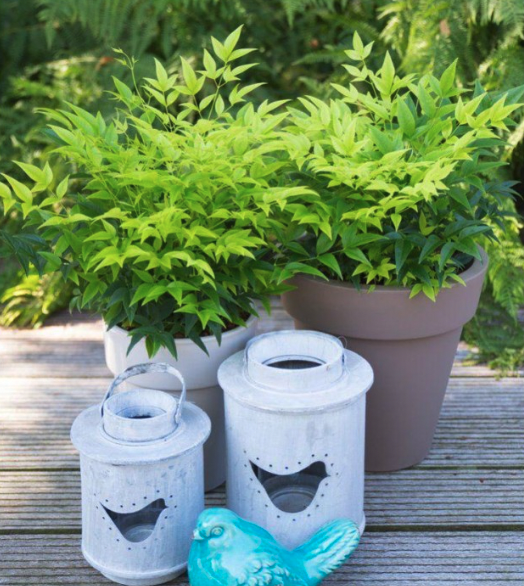 Nandina domestica 'Lemon - Lime'