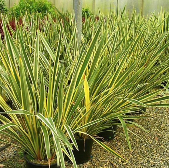 Phormium tenax variegatum