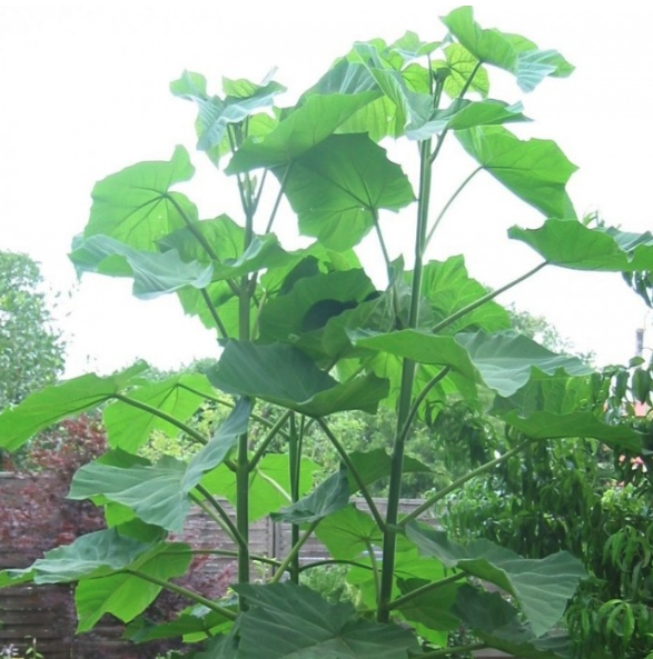 Paulownia tomentosa