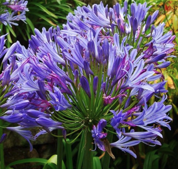 Agapanthus Charlotte