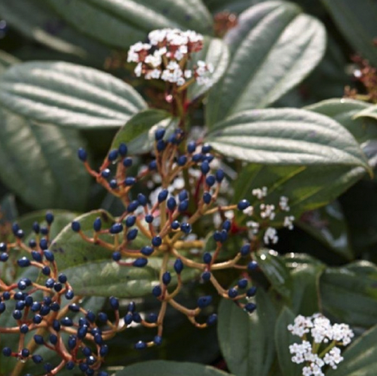 Viburnum davidii