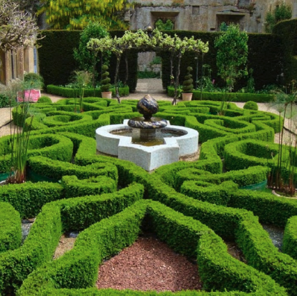 Buxus semperviren - modern garden plant