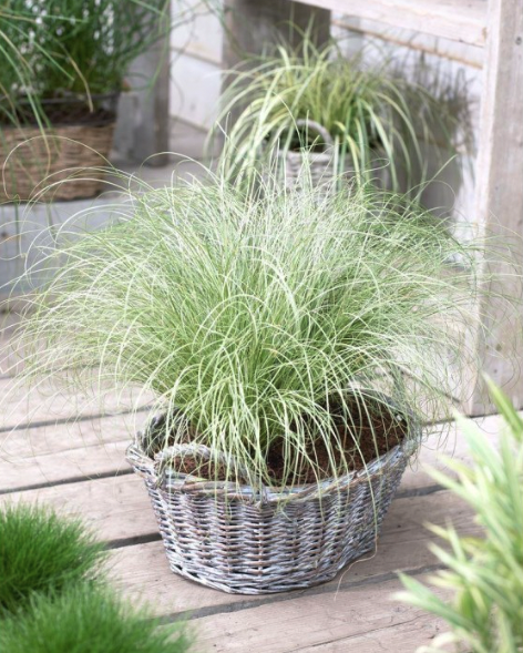 Carex comans Frosted Curls