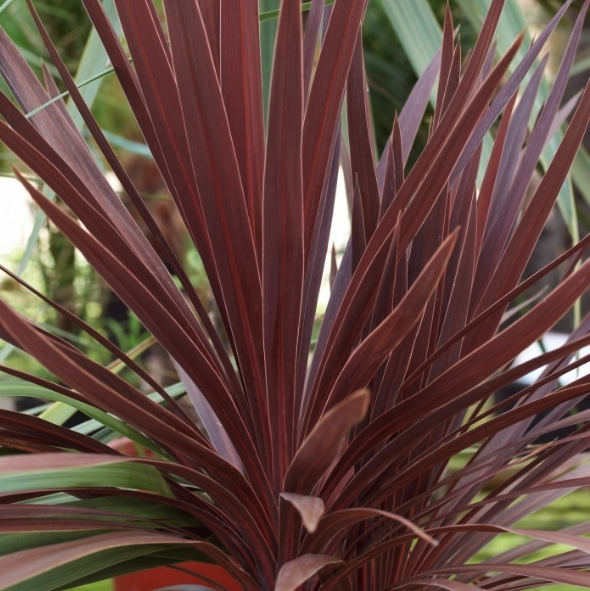 Cordyline 'Red Star'