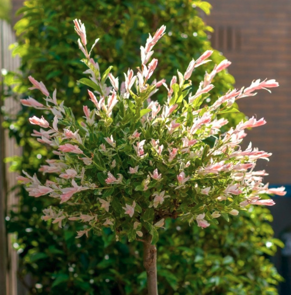 Flamingo tree -Salix integra Hakuro Nishiki