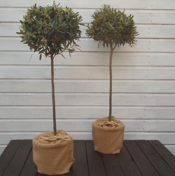 Olea europa - Olive tree - modern garden plant