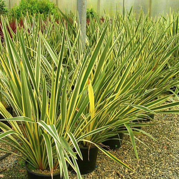 Phormium tenax variegata
