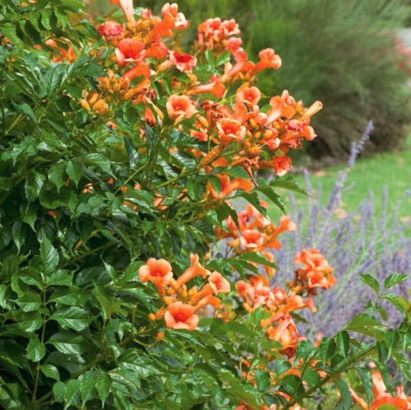 Campsis radicans Indian Summer