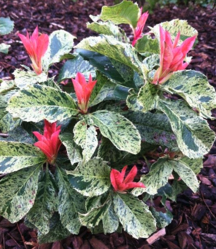 Photinia Pink Crispy