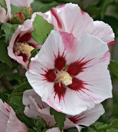 Hibiscus syriacus Hamabo