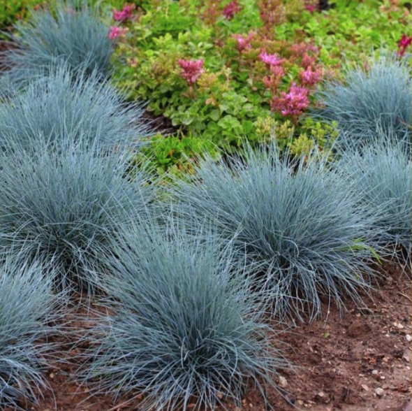 Festuca glauca - modern garden grass