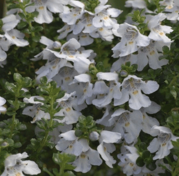 Prostanthera cuneata rotundifolia