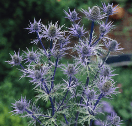 Eryngium bourgatii