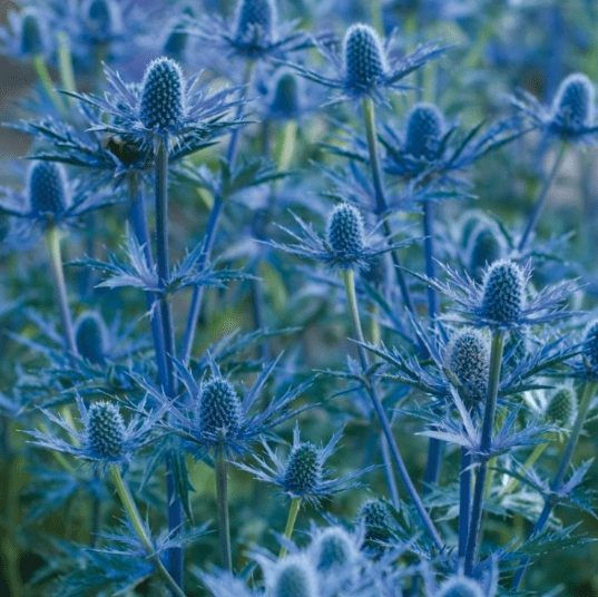 Eryngium zabelii 'Big Blue'